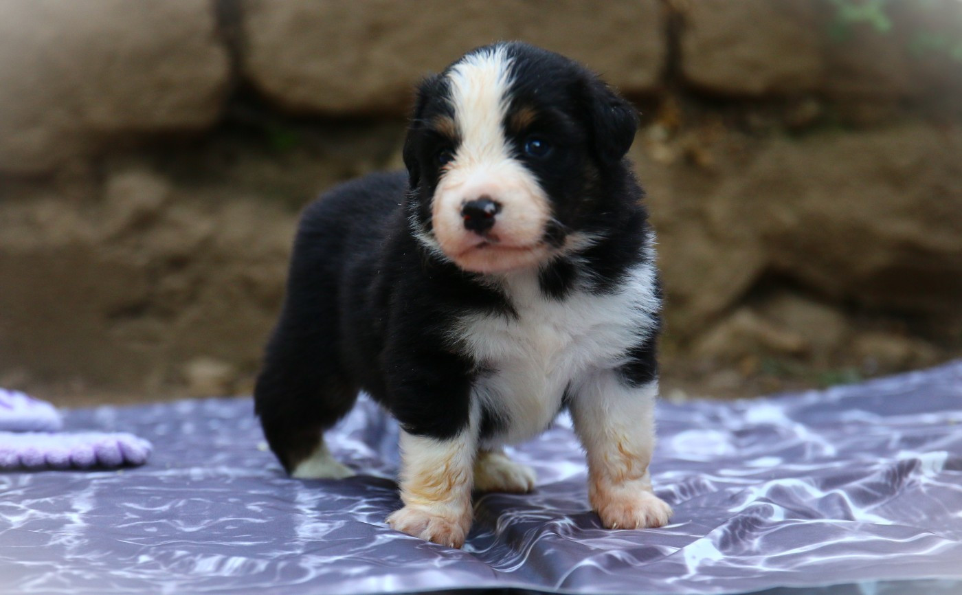 du temple de Palés - Chiots disponibles - Berger Américain Miniature 