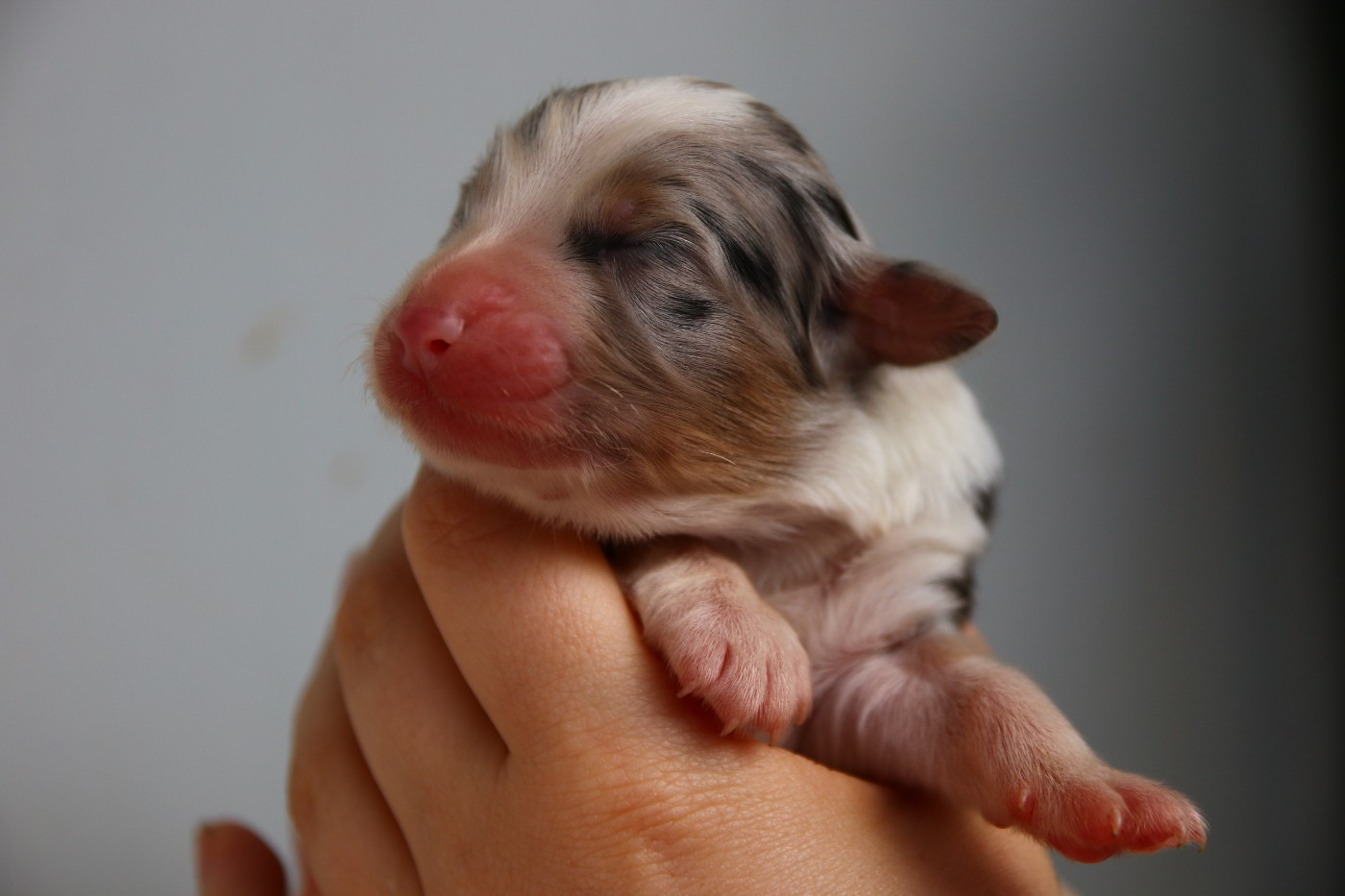 du temple de Palés - Chiots disponibles - Berger Australien
