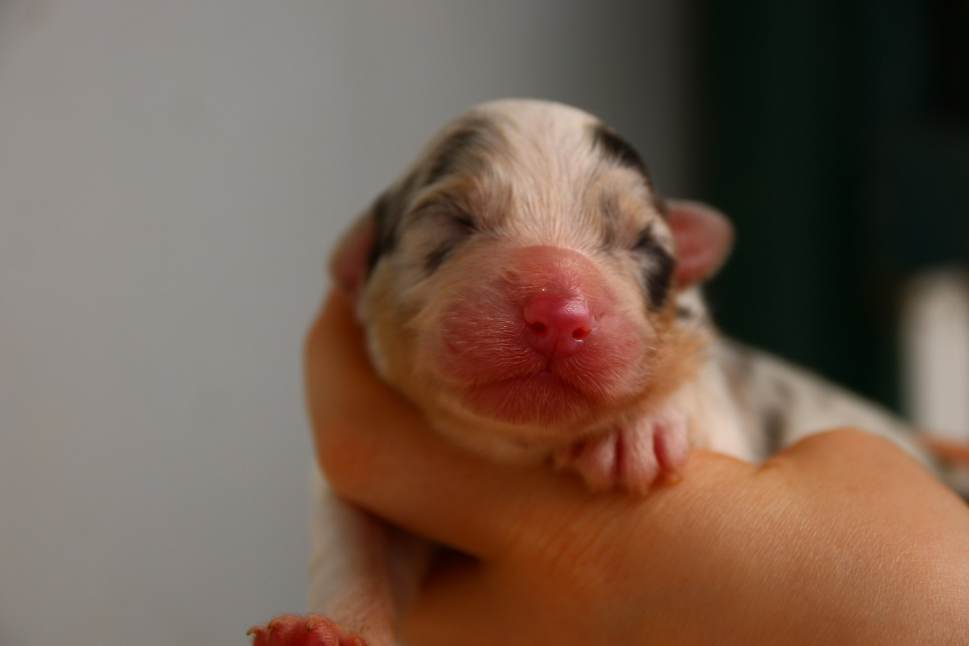 du temple de Palés - Chiots disponibles - Berger Australien