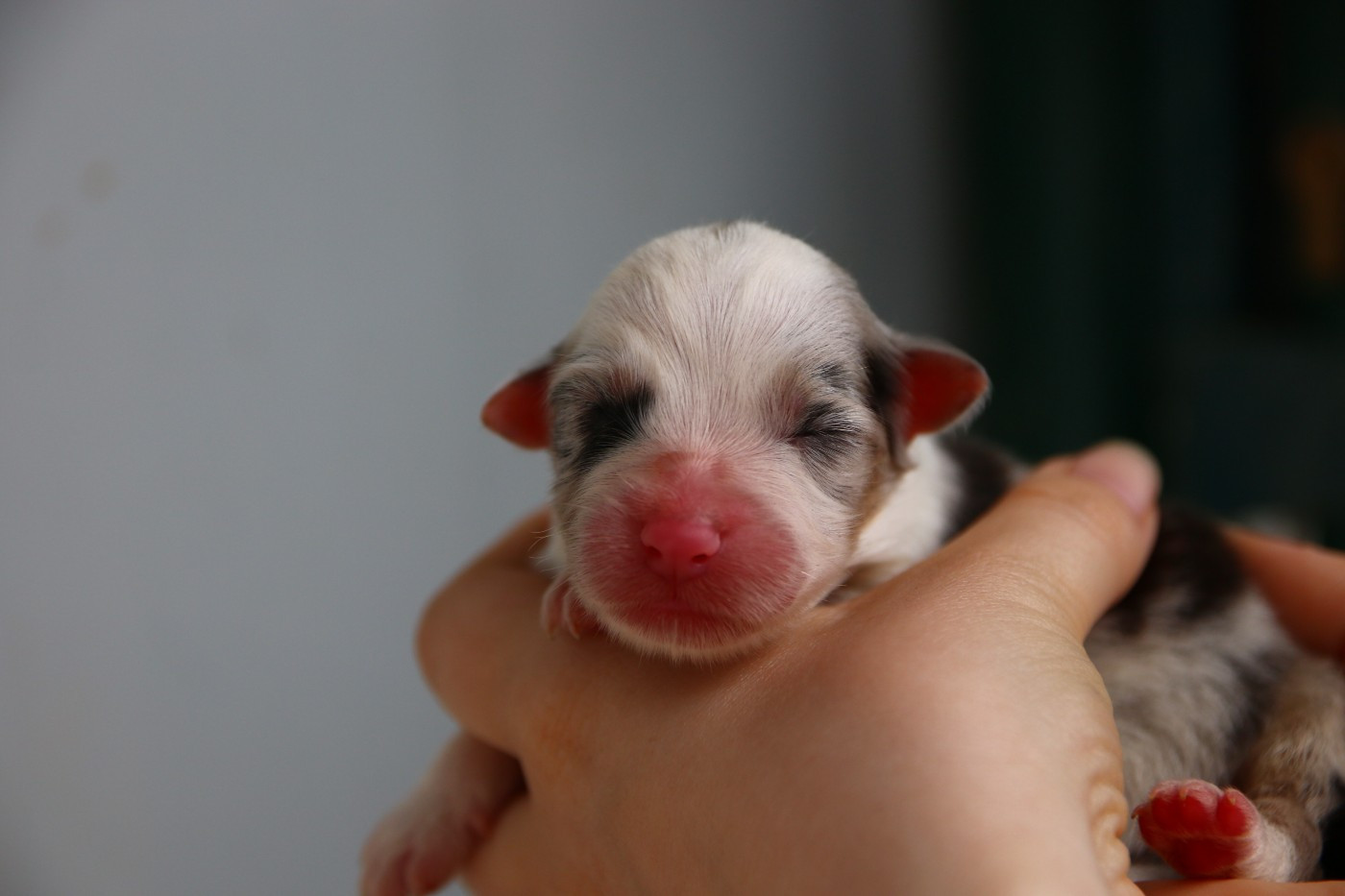du temple de Palés - Chiots disponibles - Berger Australien