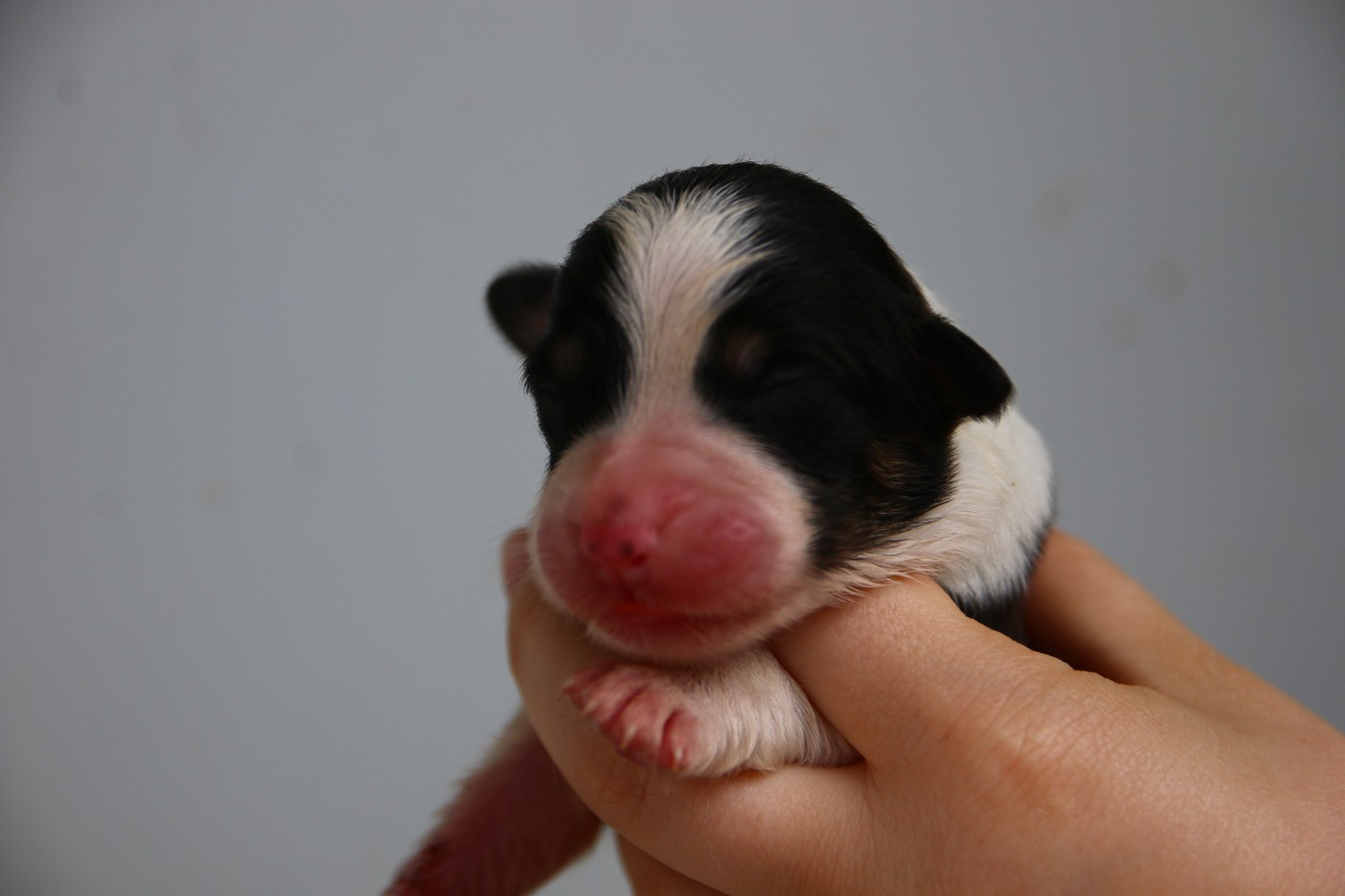 du temple de Palés - Chiots disponibles - Berger Australien