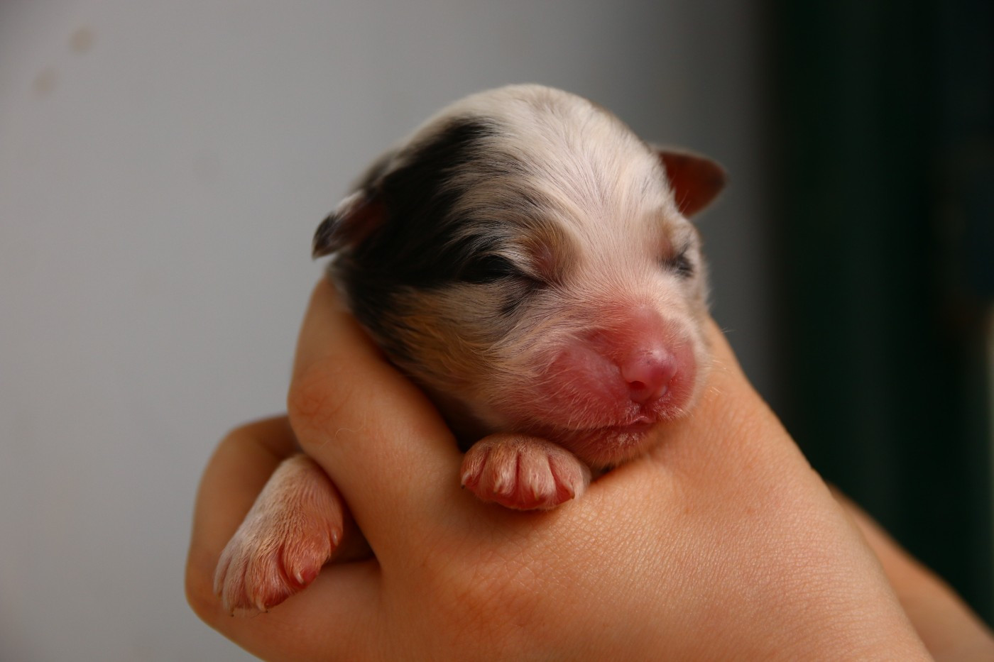 du temple de Palés - Chiots disponibles - Berger Australien