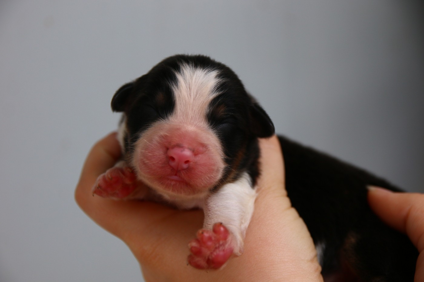 du temple de Palés - Chiots disponibles - Berger Australien
