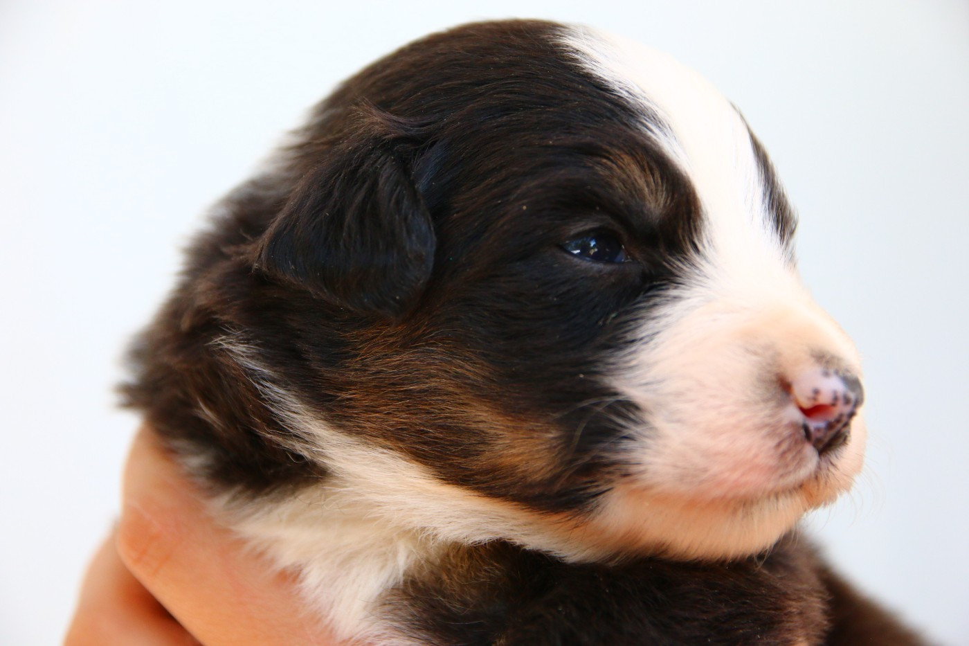 du temple de Palés - Chiots disponibles - Berger Australien