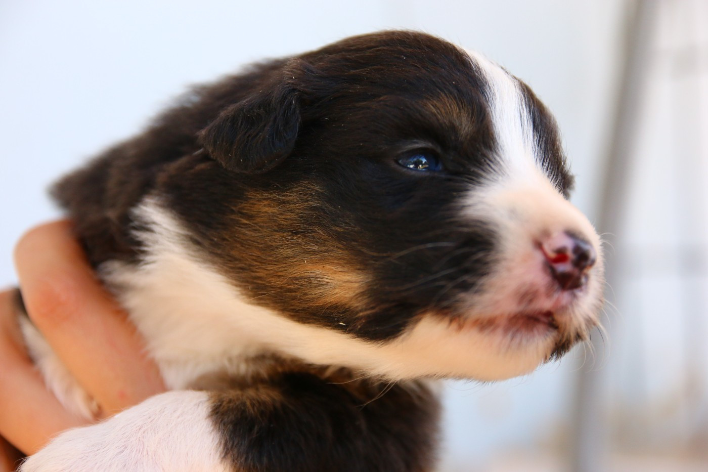 du temple de Palés - Chiots disponibles - Berger Australien