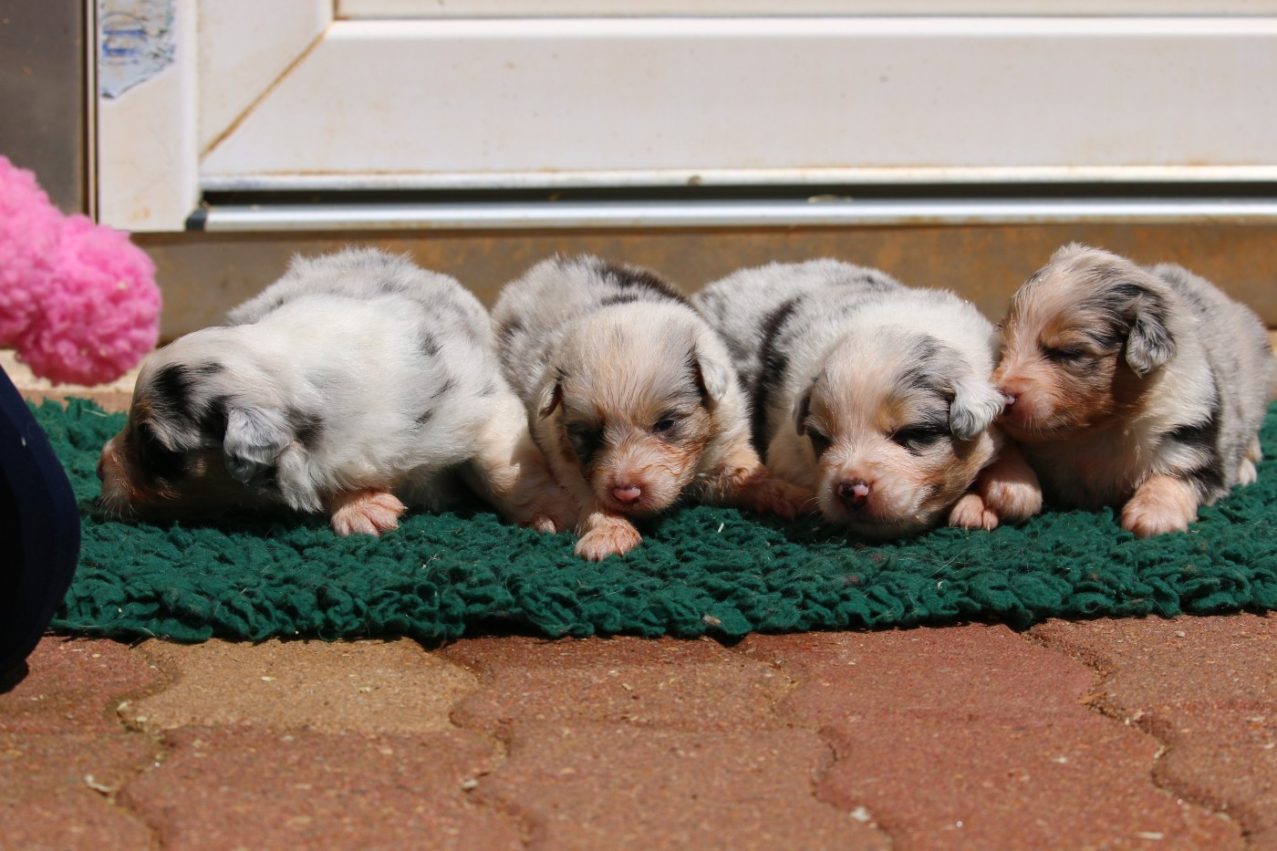 du temple de Palés - Chiots disponibles - Berger Australien