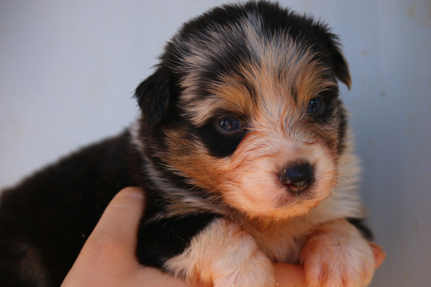 du temple de Palés - Chiots disponibles - Berger Australien
