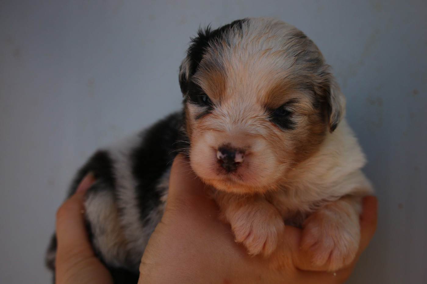 du temple de Palés - Chiots disponibles - Berger Australien