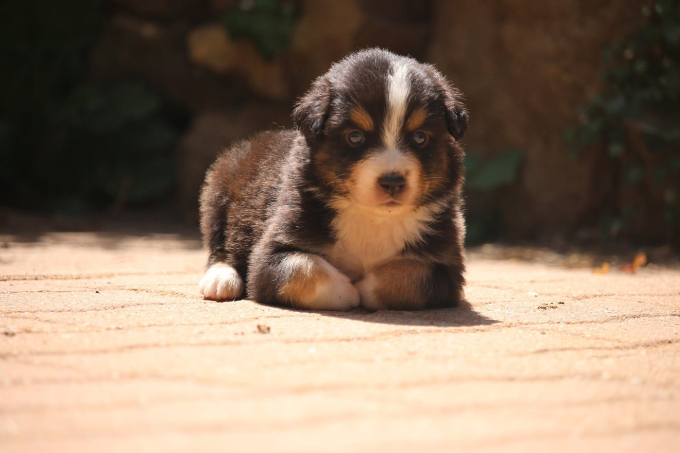 du temple de Palés - Chiots disponibles - Berger Australien