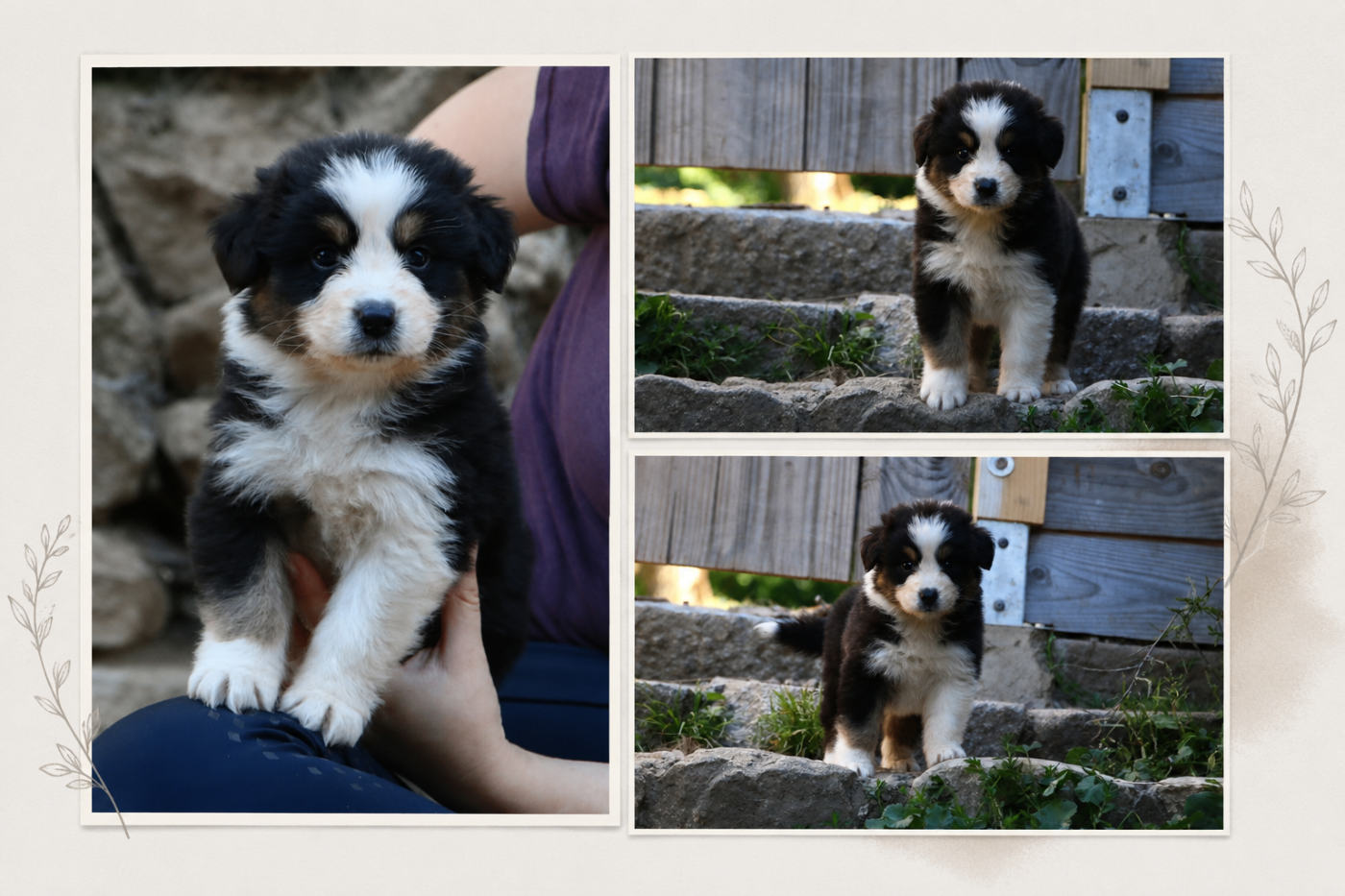 du temple de Palés - Chiots disponibles - Berger Australien