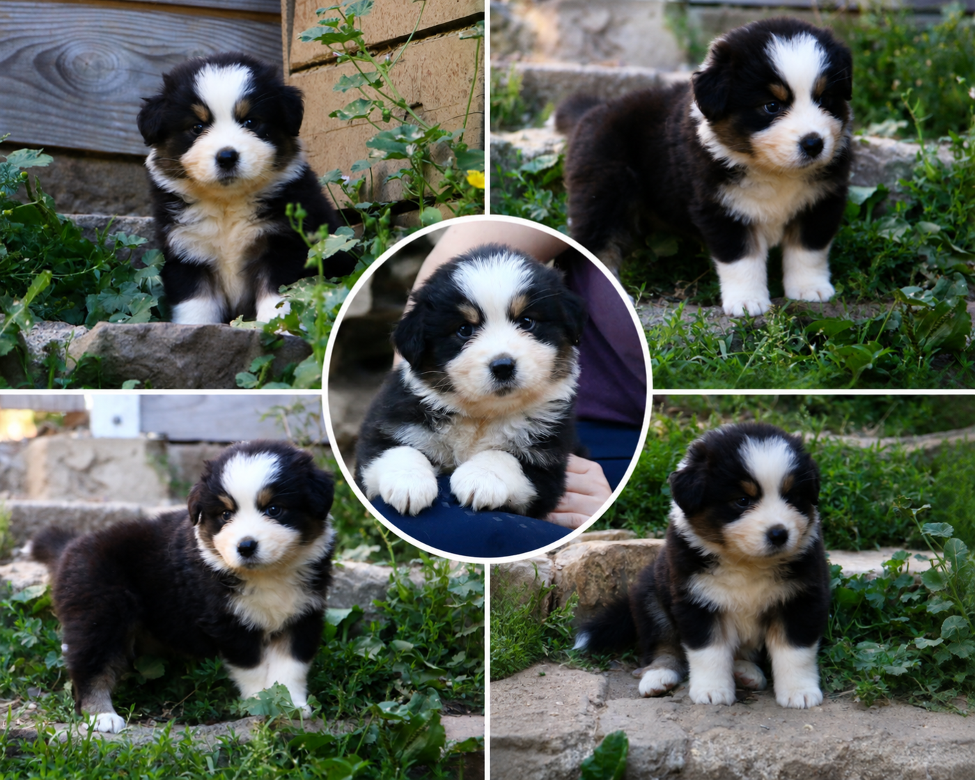 du temple de Palés - Chiots disponibles - Berger Australien