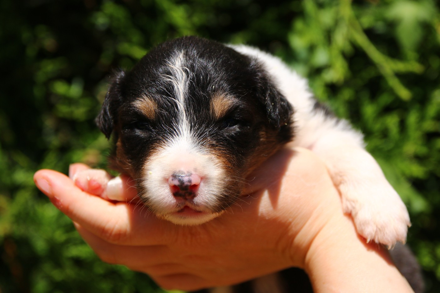 du temple de Palés - Chiots disponibles - Berger Australien