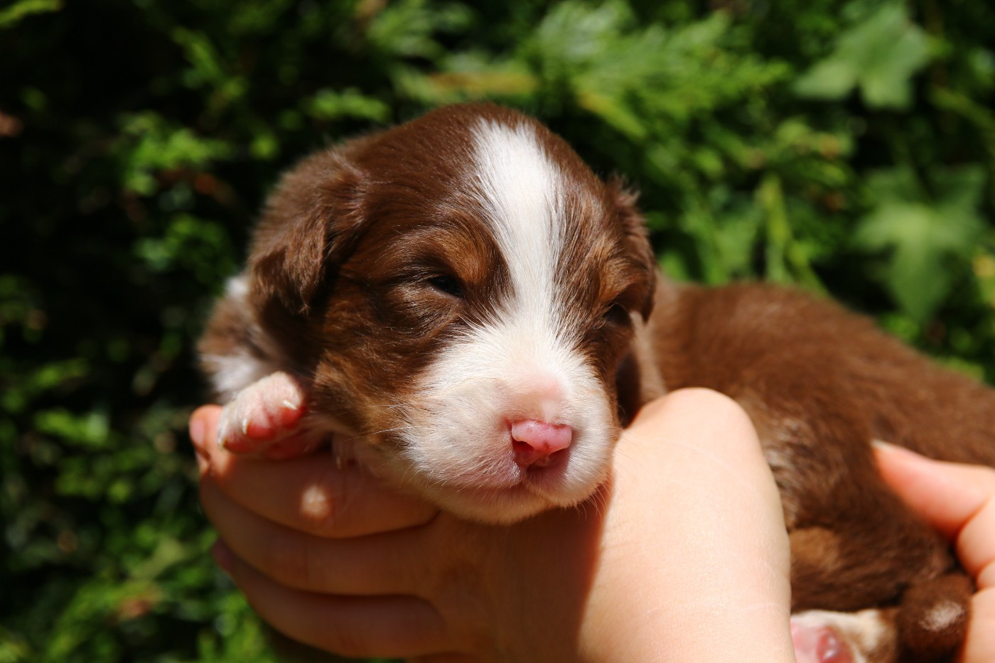 du temple de Palés - Chiots disponibles - Berger Australien