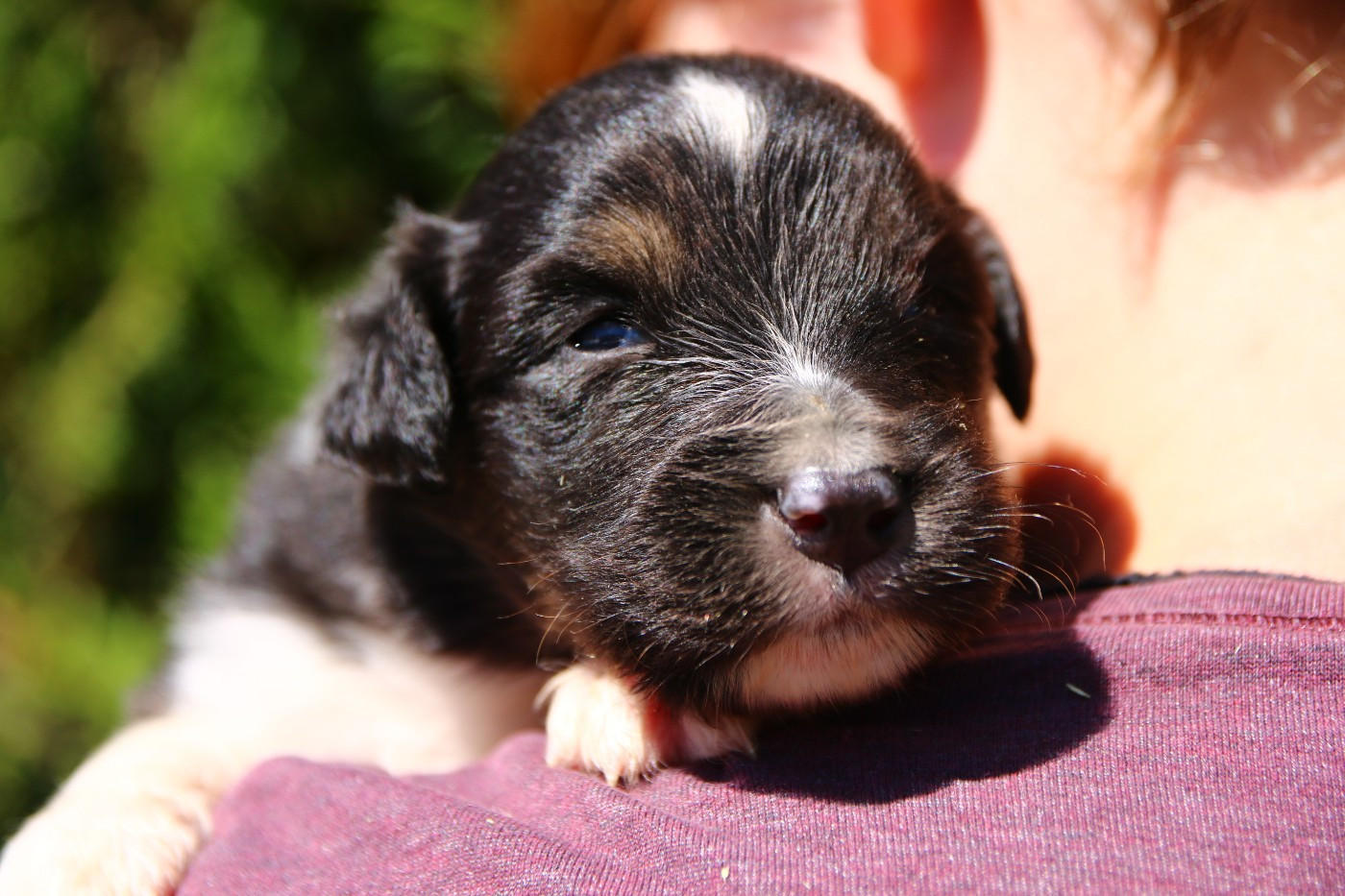 du temple de Palés - Chiots disponibles - Berger Australien
