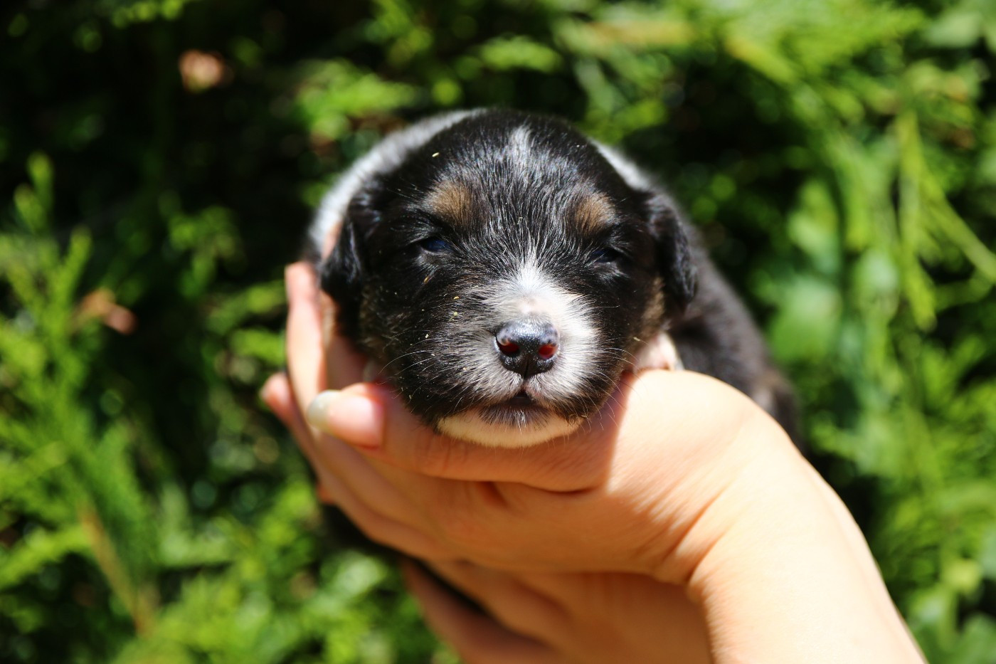 du temple de Palés - Chiots disponibles - Berger Australien