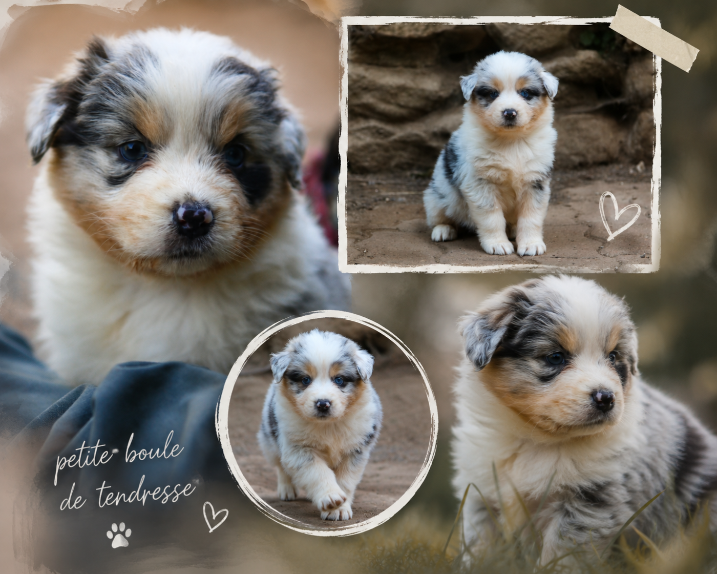 du temple de Palés - Chiots disponibles - Berger Australien