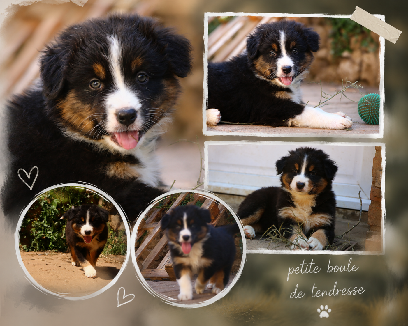 du temple de Palés - Chiots disponibles - Berger Australien