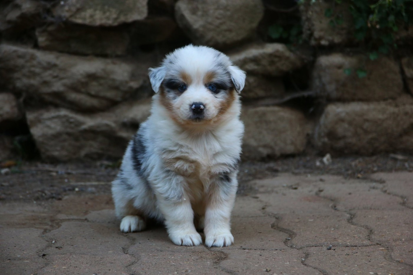 du temple de Palés - Chiots disponibles - Berger Australien