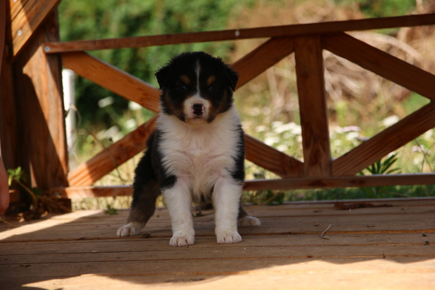 du temple de Palés - Chiots disponibles - Berger Australien