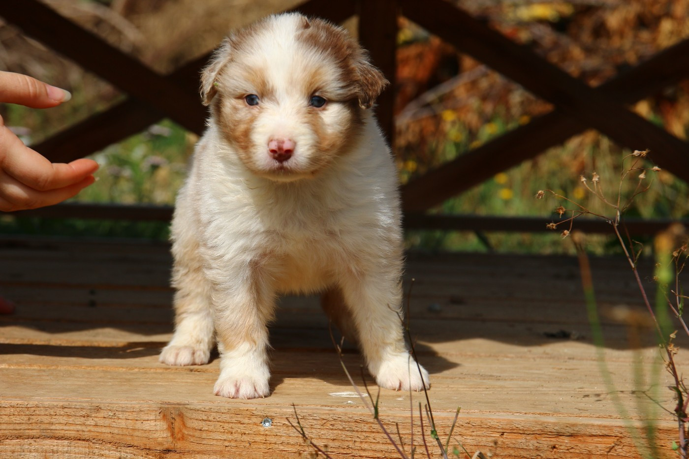 du temple de Palés - Chiots disponibles - Berger Australien