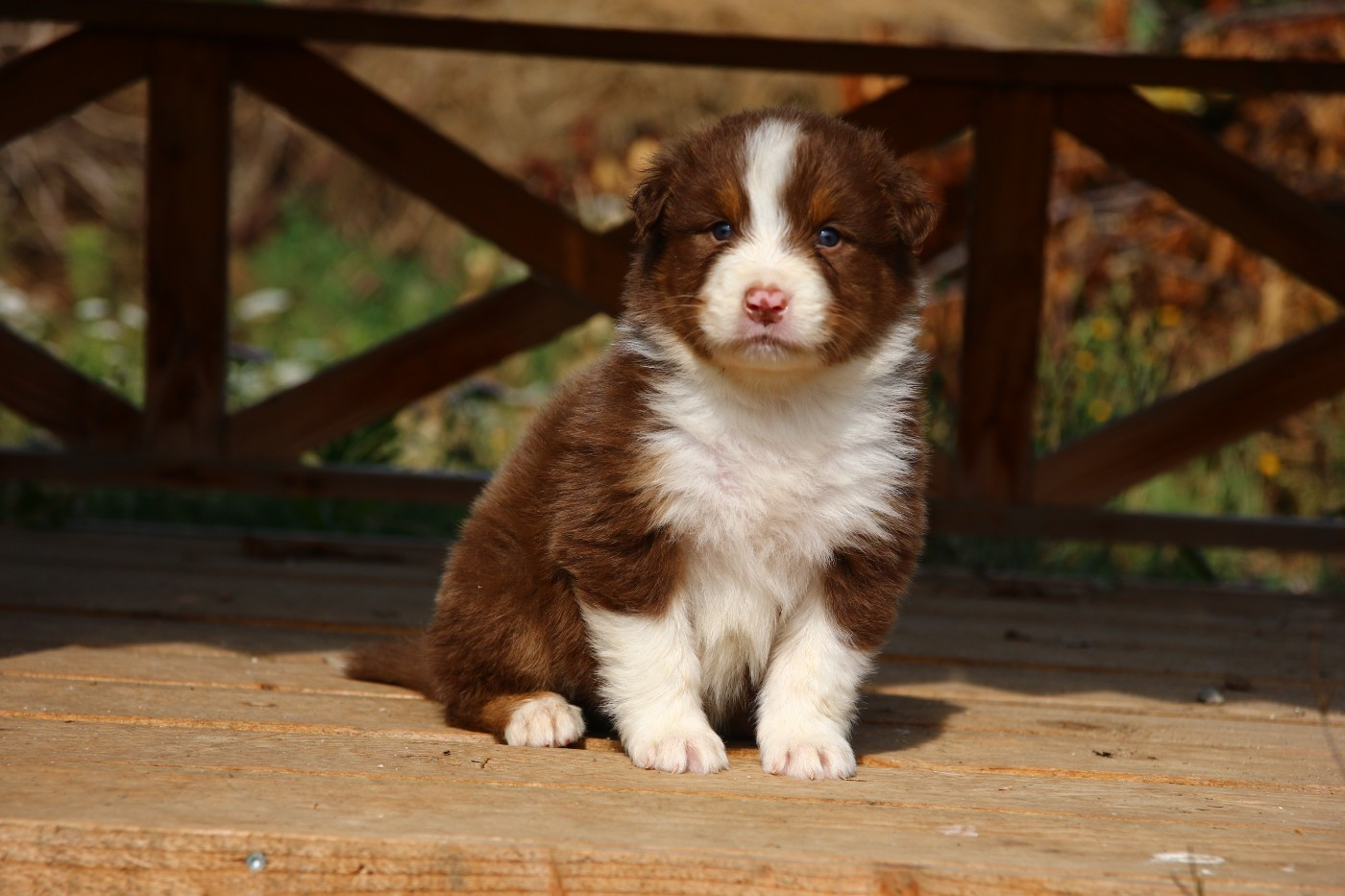 du temple de Palés - Chiots disponibles - Berger Australien