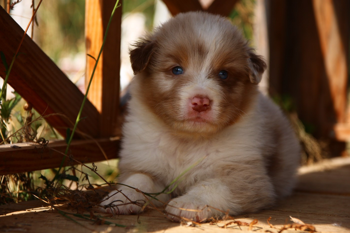 du temple de Palés - Chiots disponibles - Berger Australien