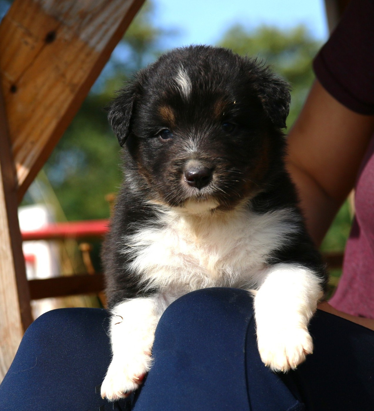 du temple de Palés - Chiots disponibles - Berger Australien