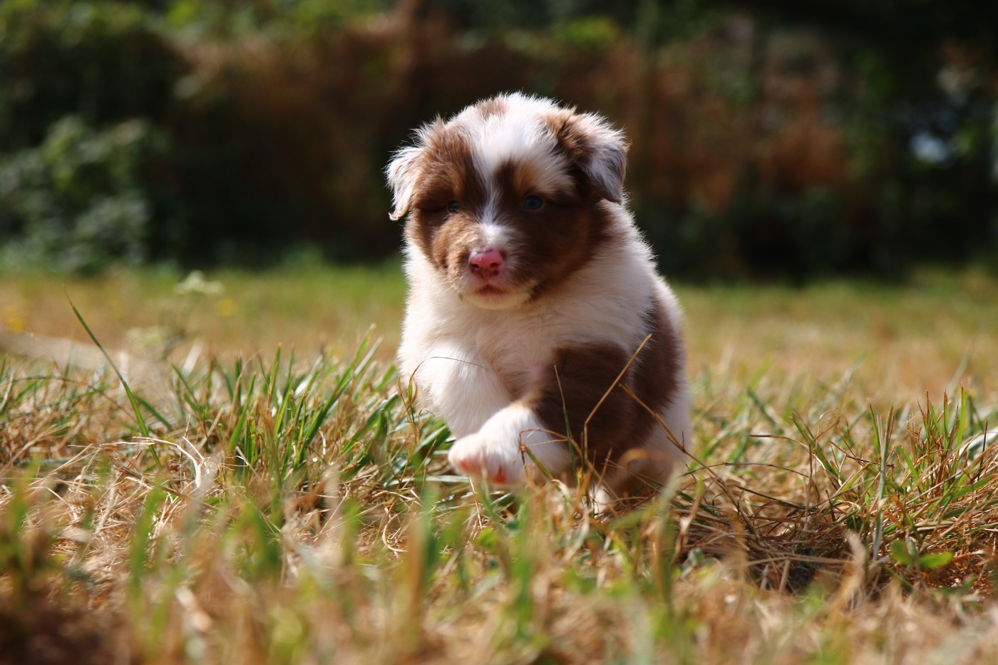 du temple de Palés - Chiots disponibles - Berger Australien