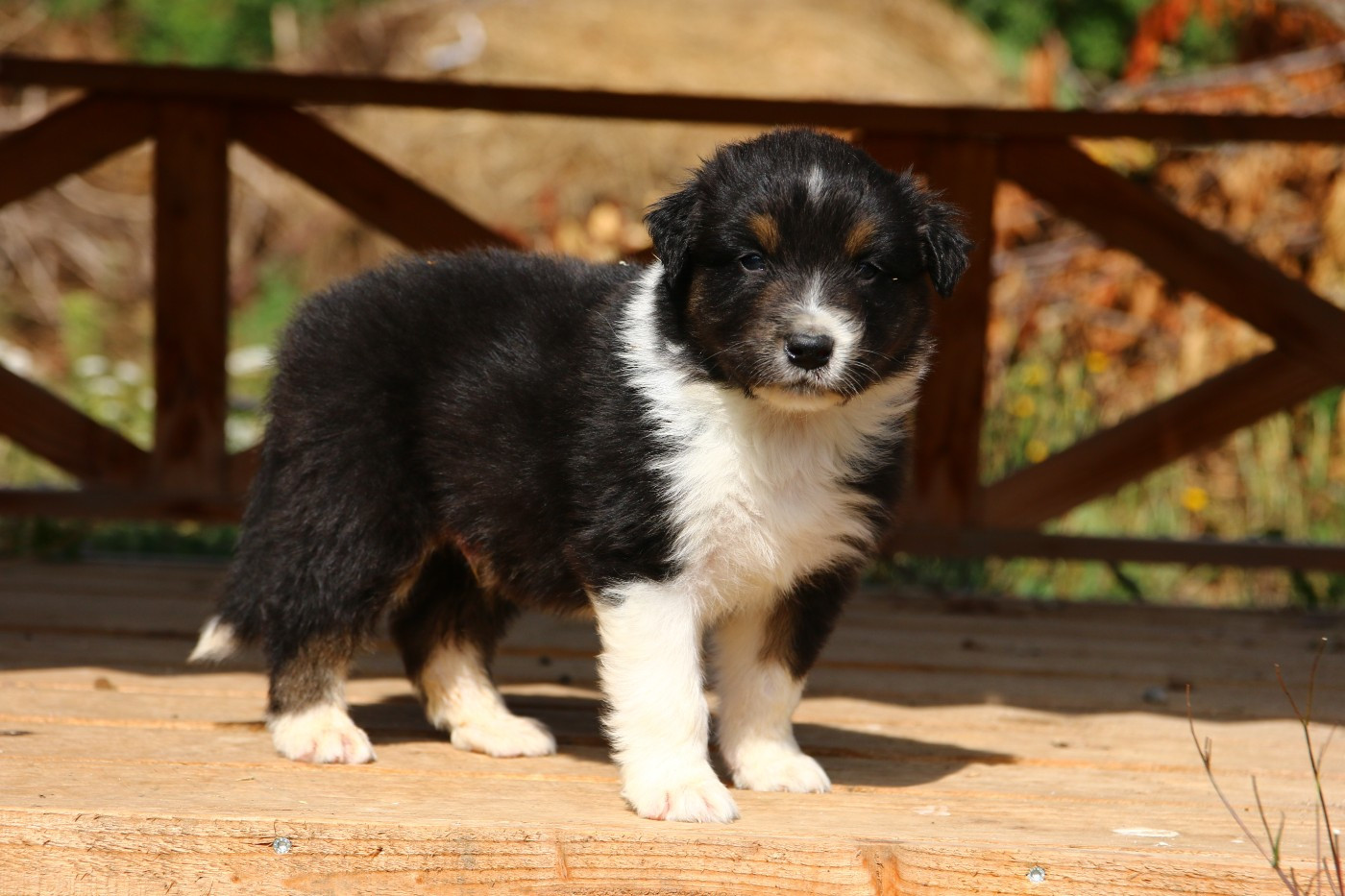du temple de Palés - Chiots disponibles - Berger Australien