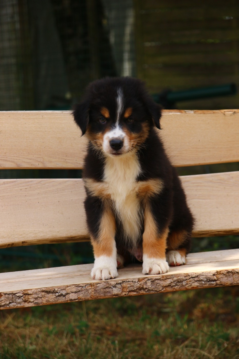 du temple de Palés - Chiots disponibles - Berger Australien