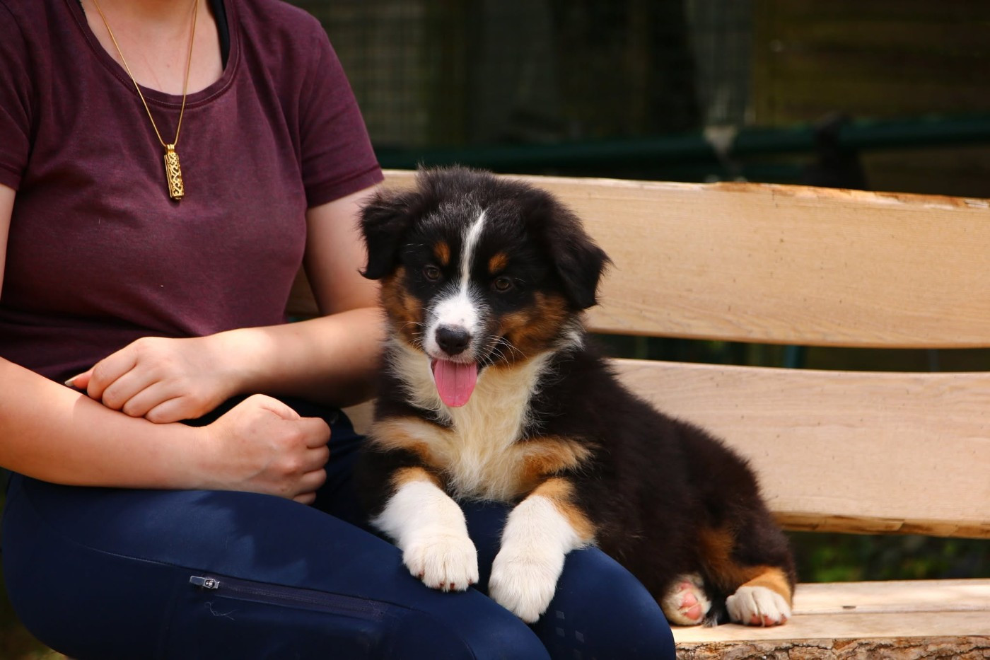 du temple de Palés - Chiots disponibles - Berger Australien