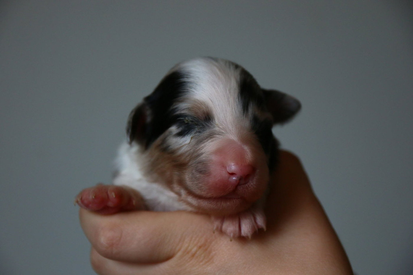 Chiot Berger Australien du temple de Palés