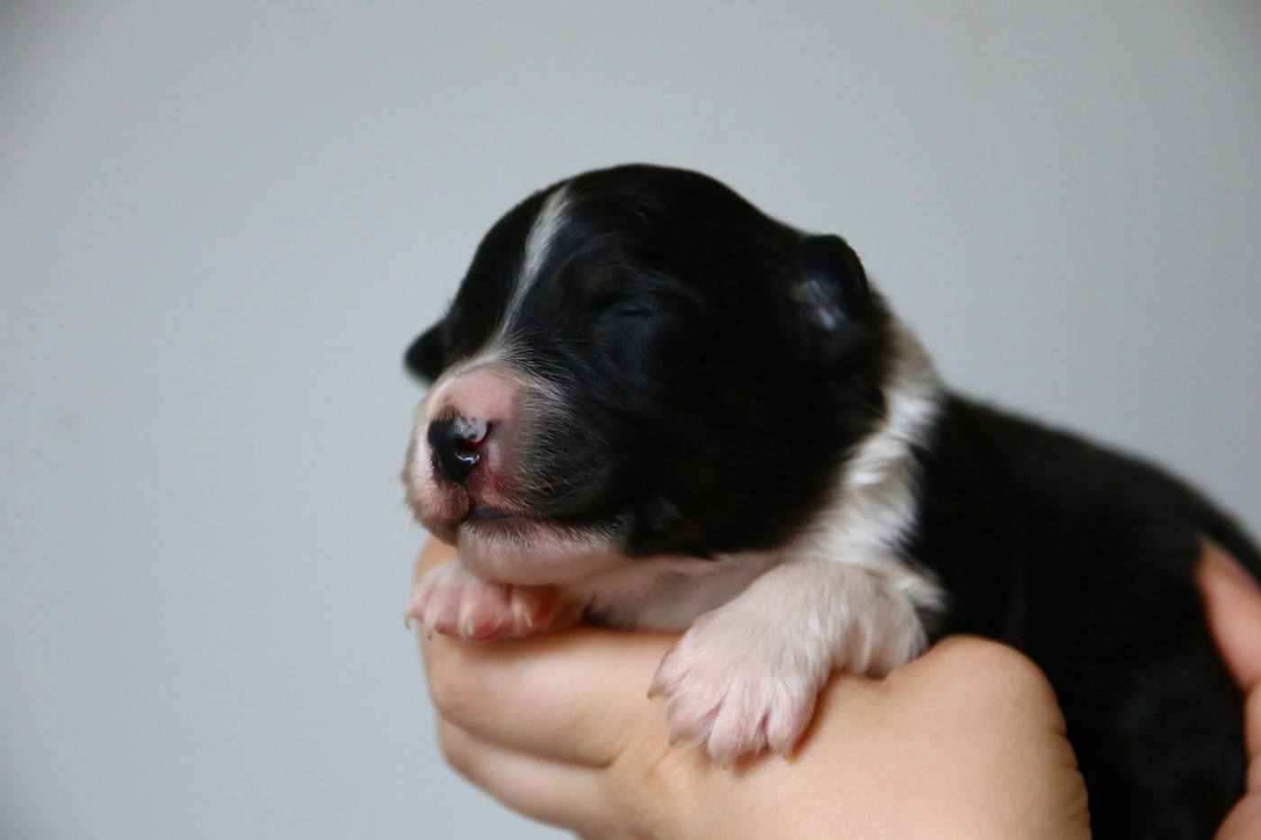 du temple de Palés - Chiots disponibles - Berger Australien