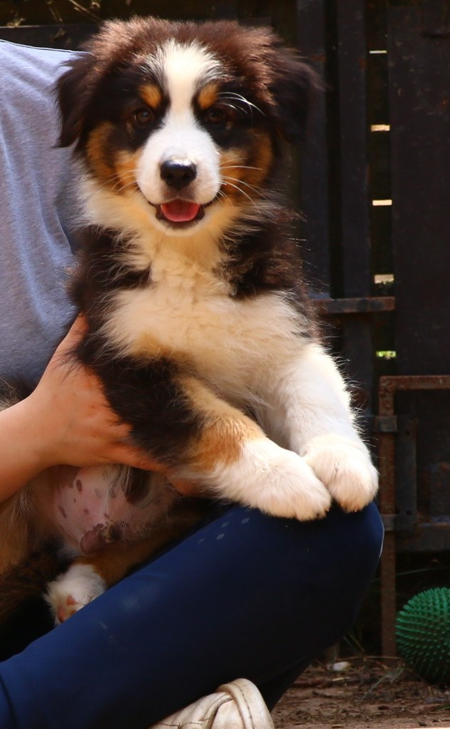 du temple de Palés - Chiots disponibles - Berger Australien
