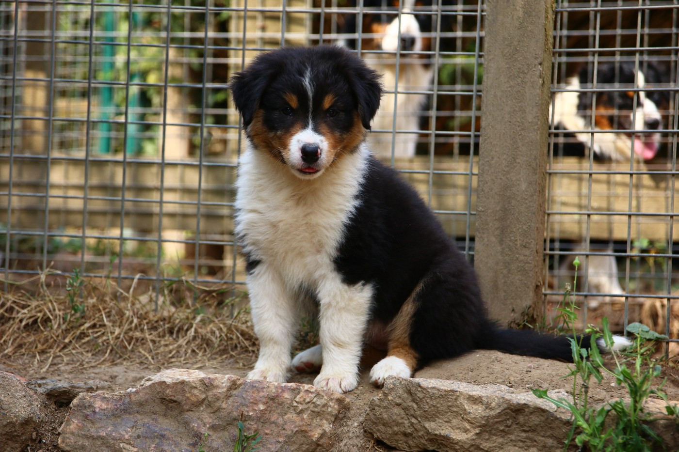 du temple de Palés - Chiots disponibles - Berger Australien