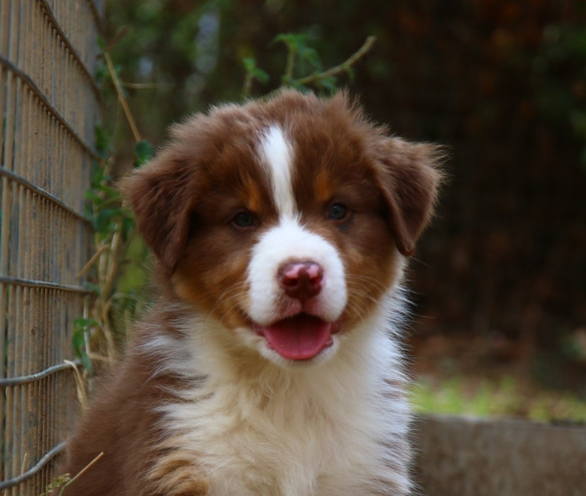 du temple de Palés - Chiots disponibles - Berger Australien