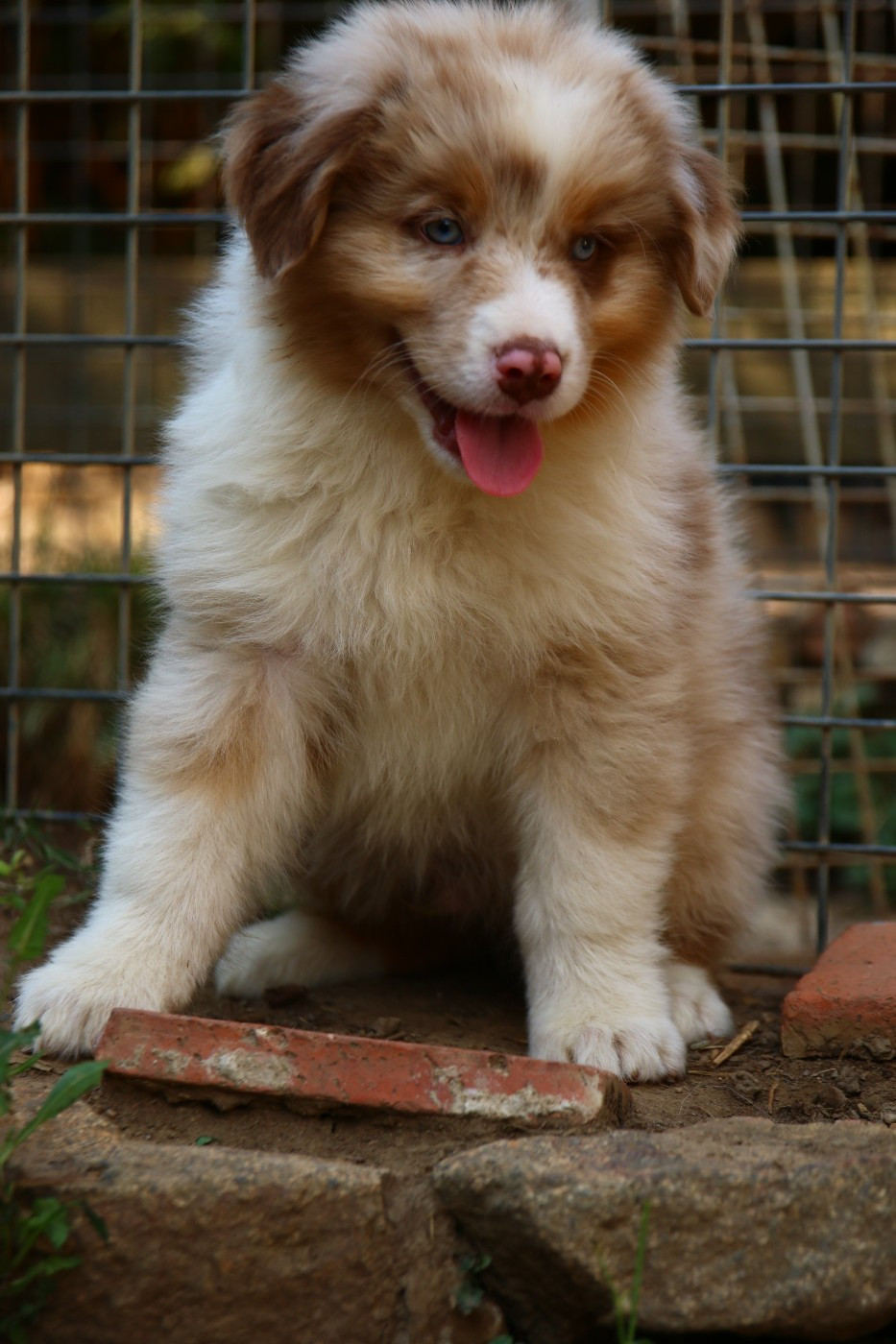 du temple de Palés - Chiots disponibles - Berger Australien
