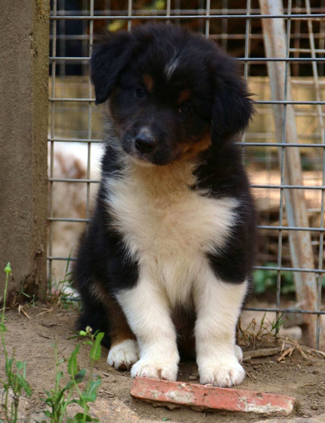 du temple de Palés - Chiots disponibles - Berger Australien
