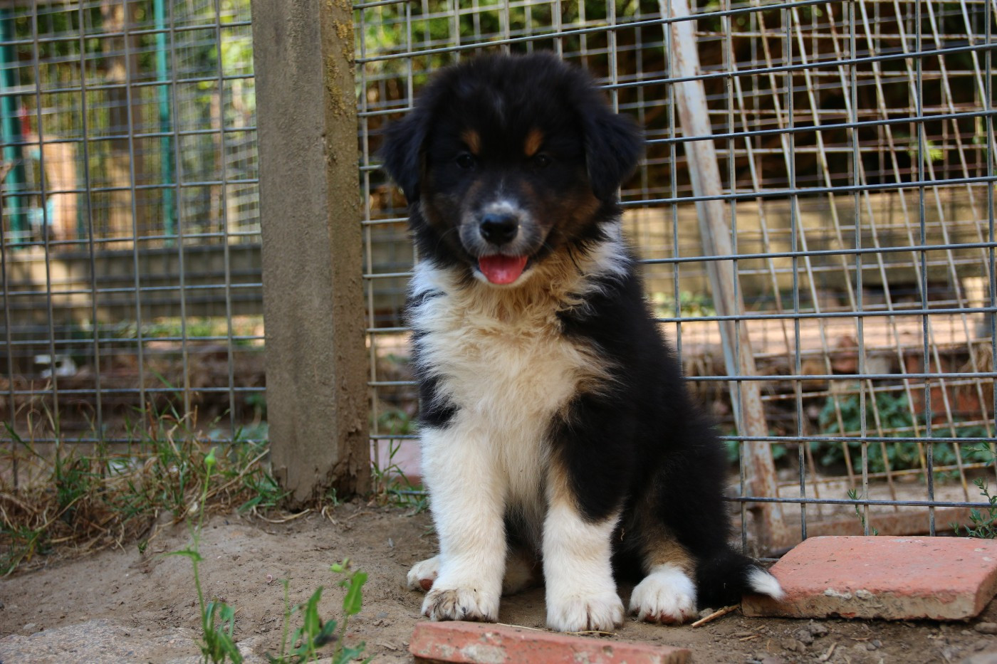 du temple de Palés - Chiots disponibles - Berger Australien