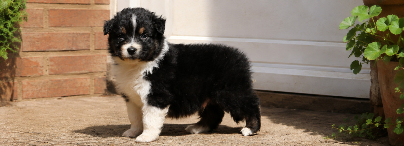 du temple de Palés - Chiots disponibles - Berger Australien