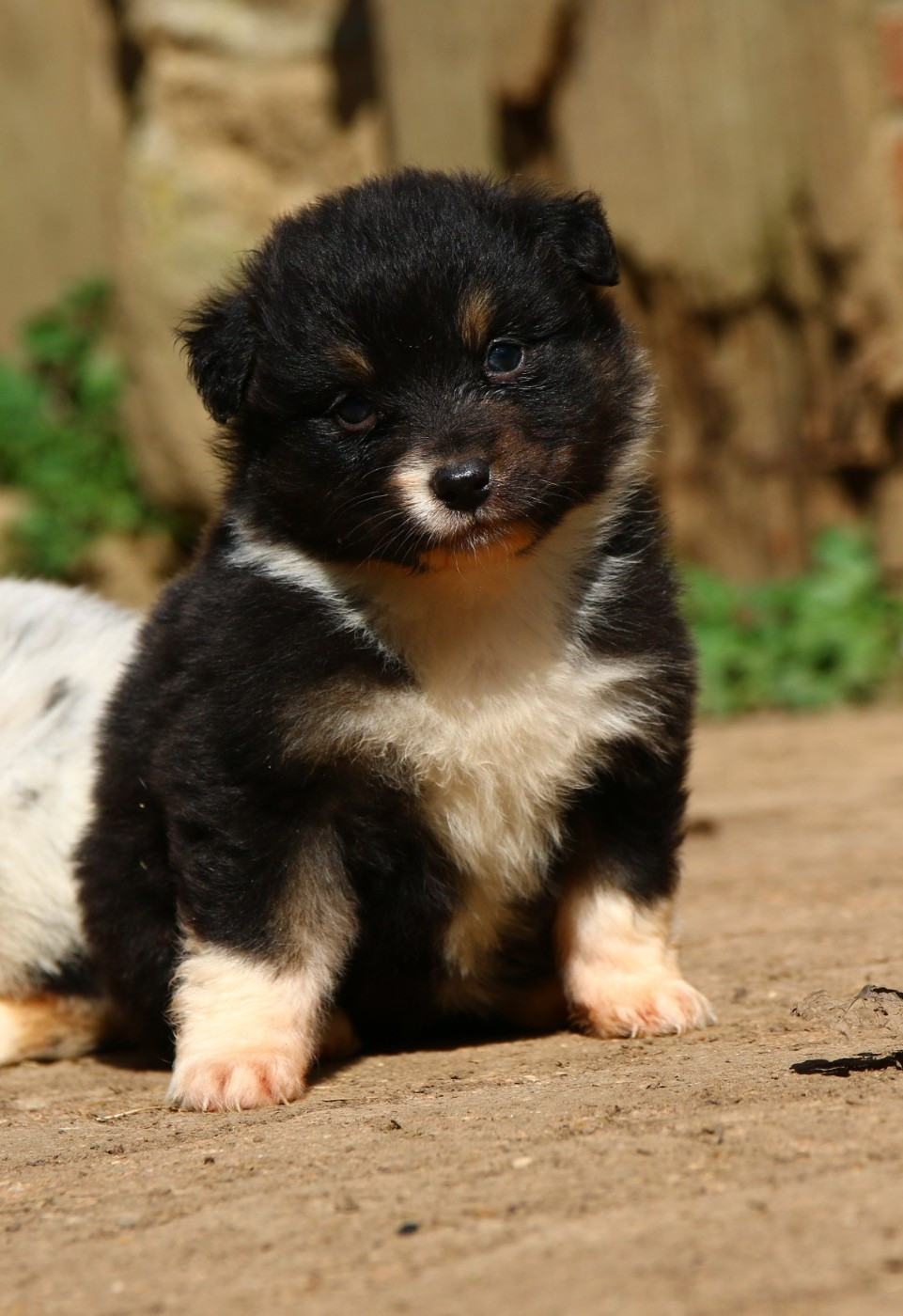 du temple de Palés - Chiots disponibles - Berger Australien