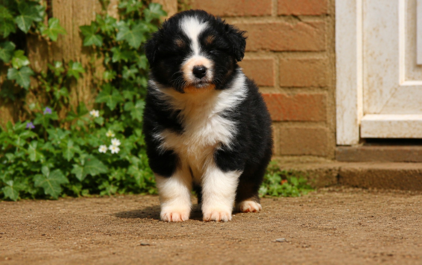 du temple de Palés - Chiots disponibles - Berger Australien