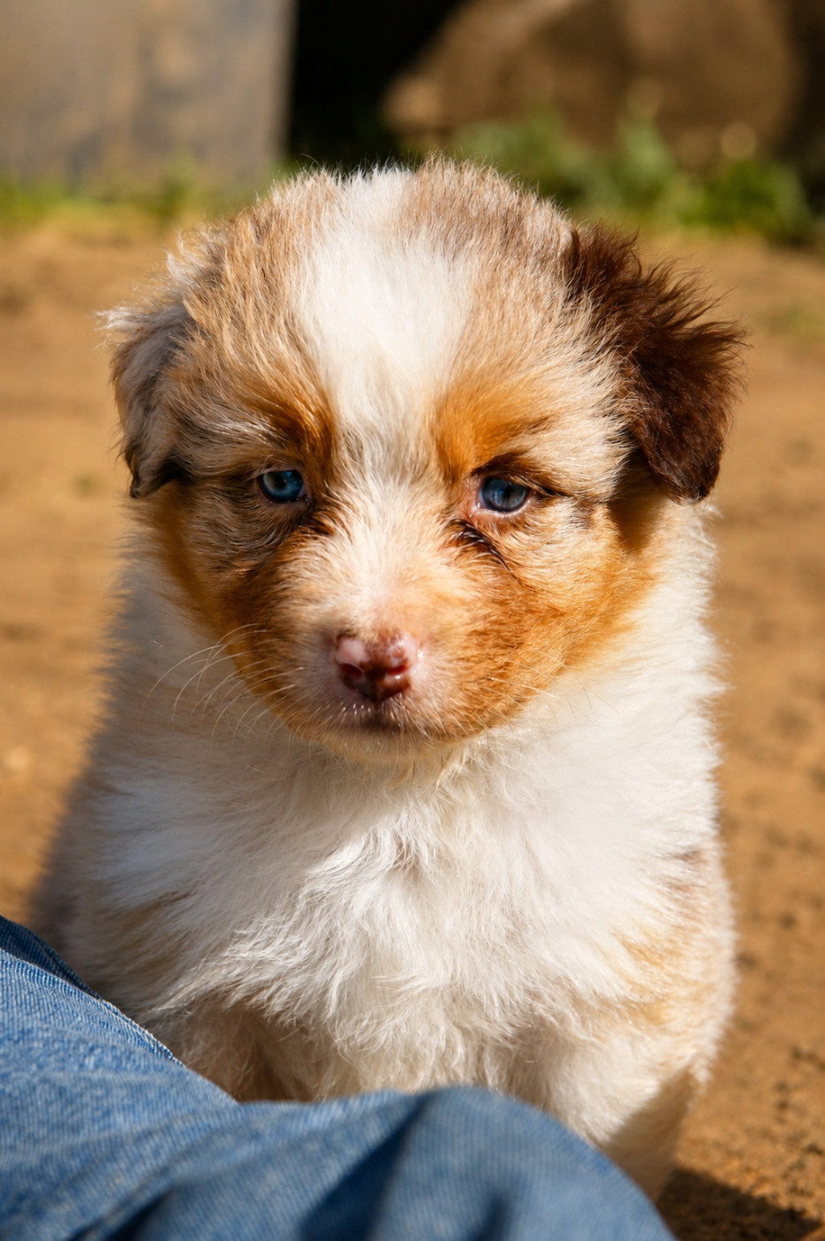 du temple de Palés - Chiots disponibles - Berger Australien