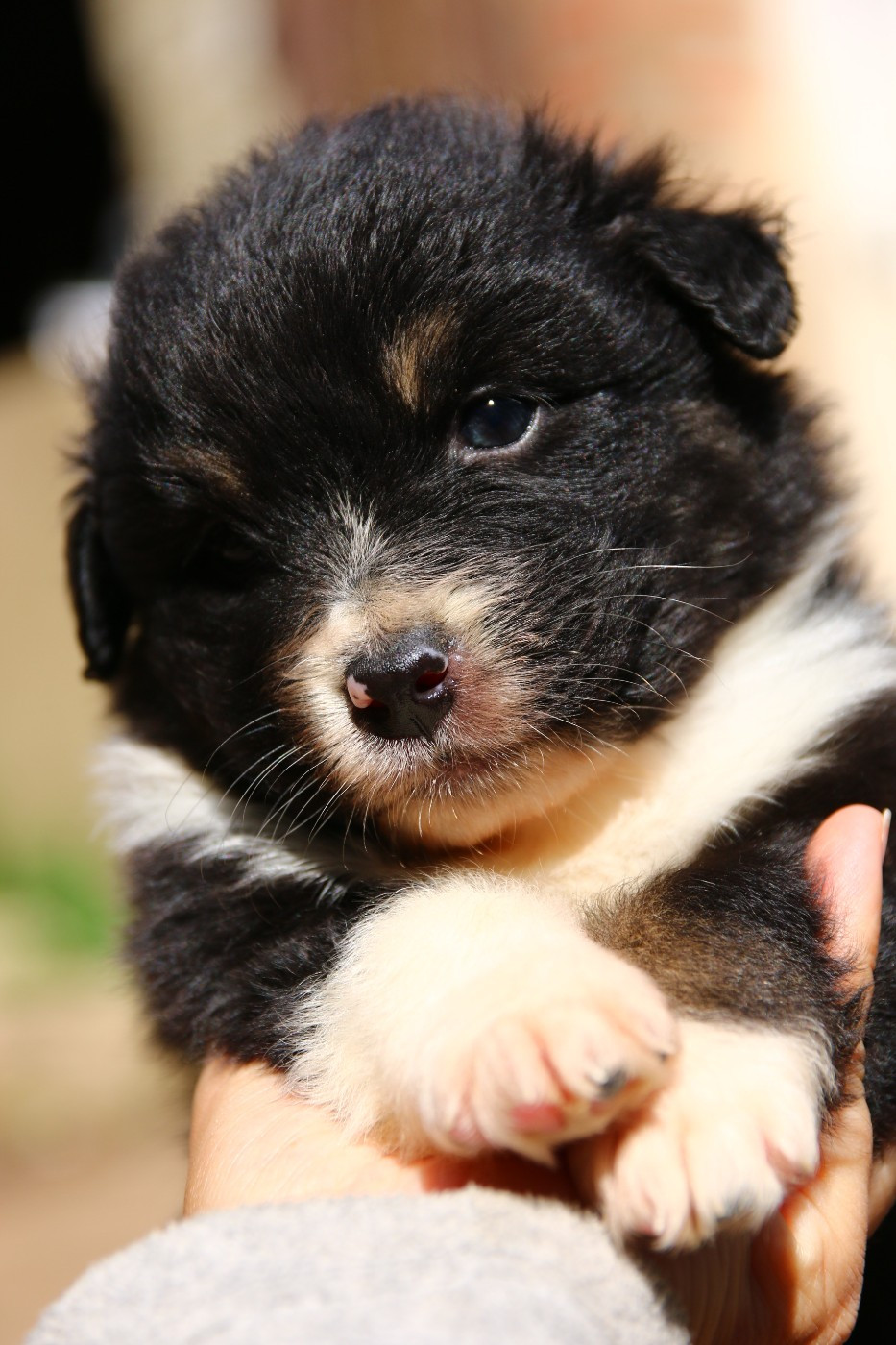 du temple de Palés - Chiots disponibles - Berger Australien