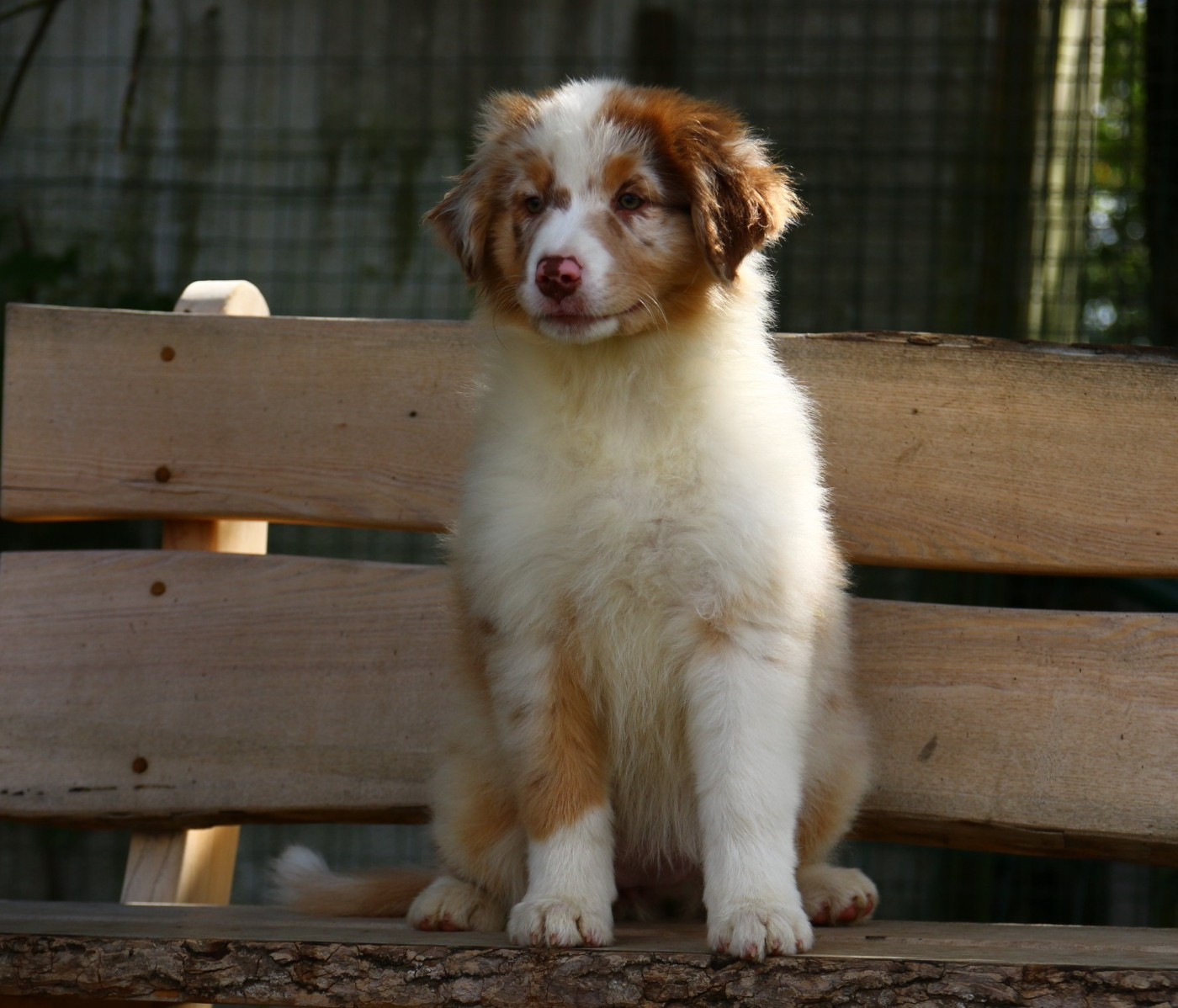 du temple de Palés - Chiots disponibles - Berger Australien