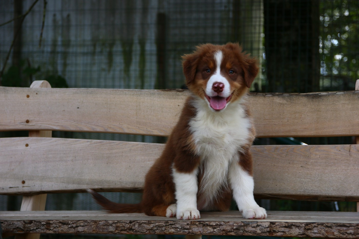du temple de Palés - Chiots disponibles - Berger Australien