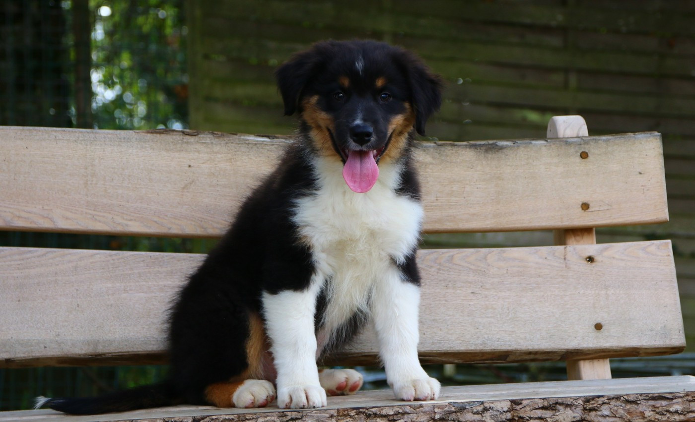 du temple de Palés - Chiots disponibles - Berger Australien