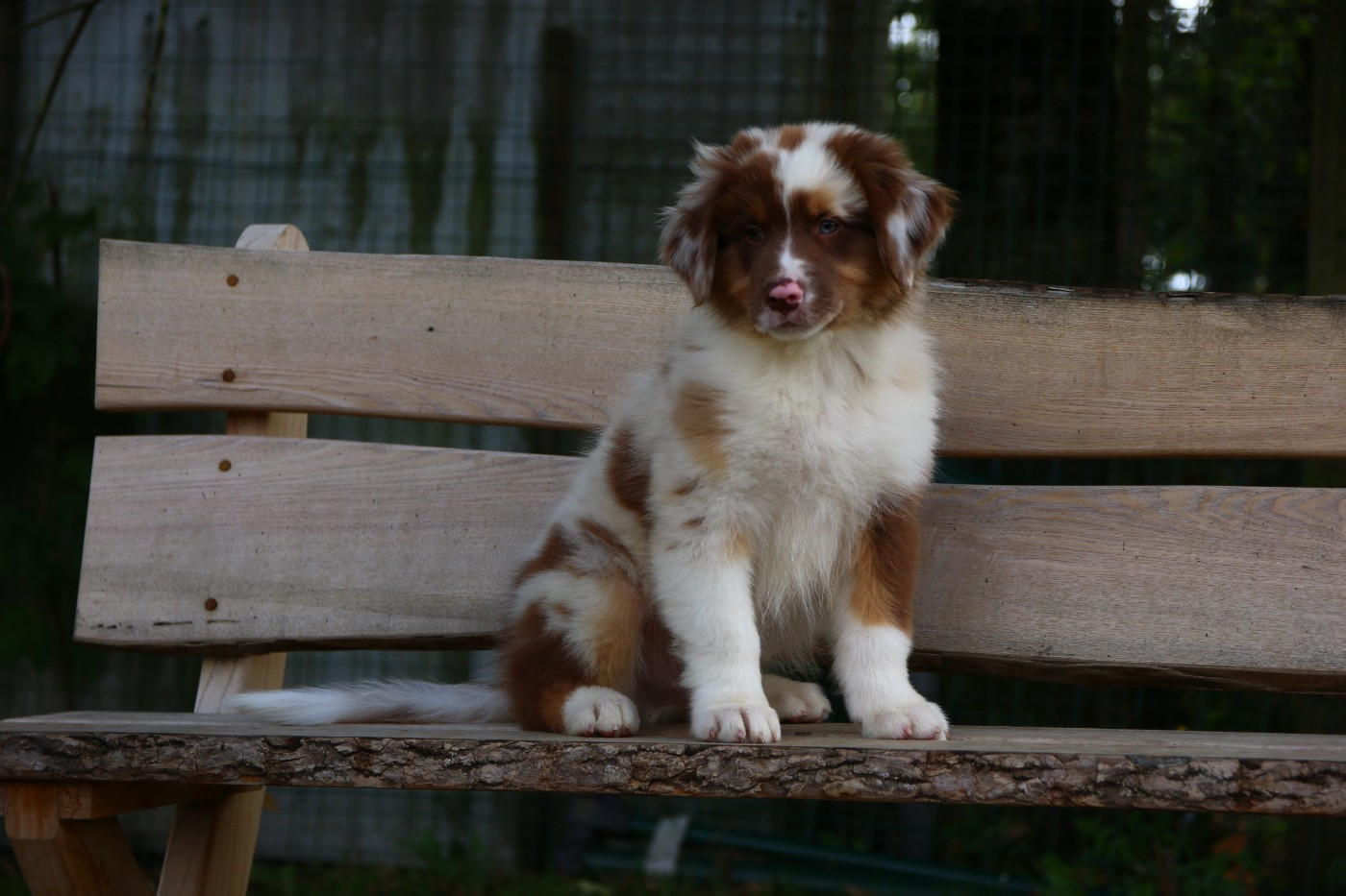 du temple de Palés - Chiots disponibles - Berger Australien