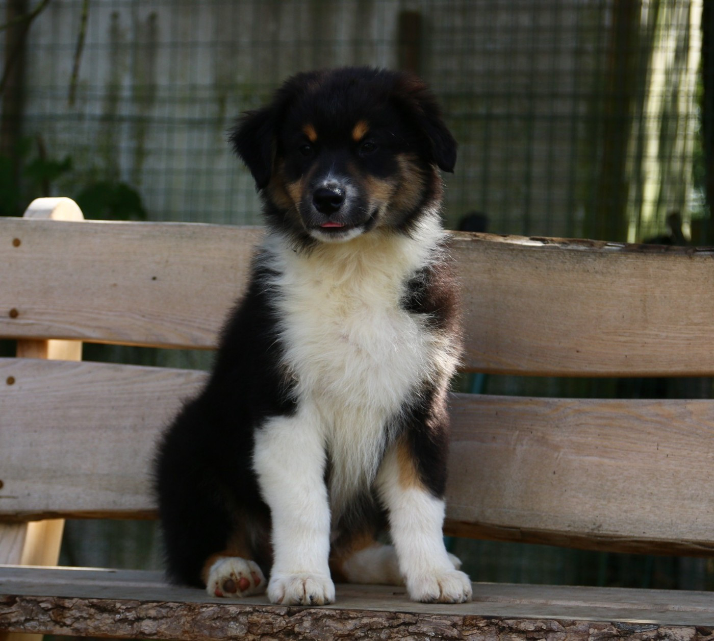 du temple de Palés - Chiots disponibles - Berger Australien