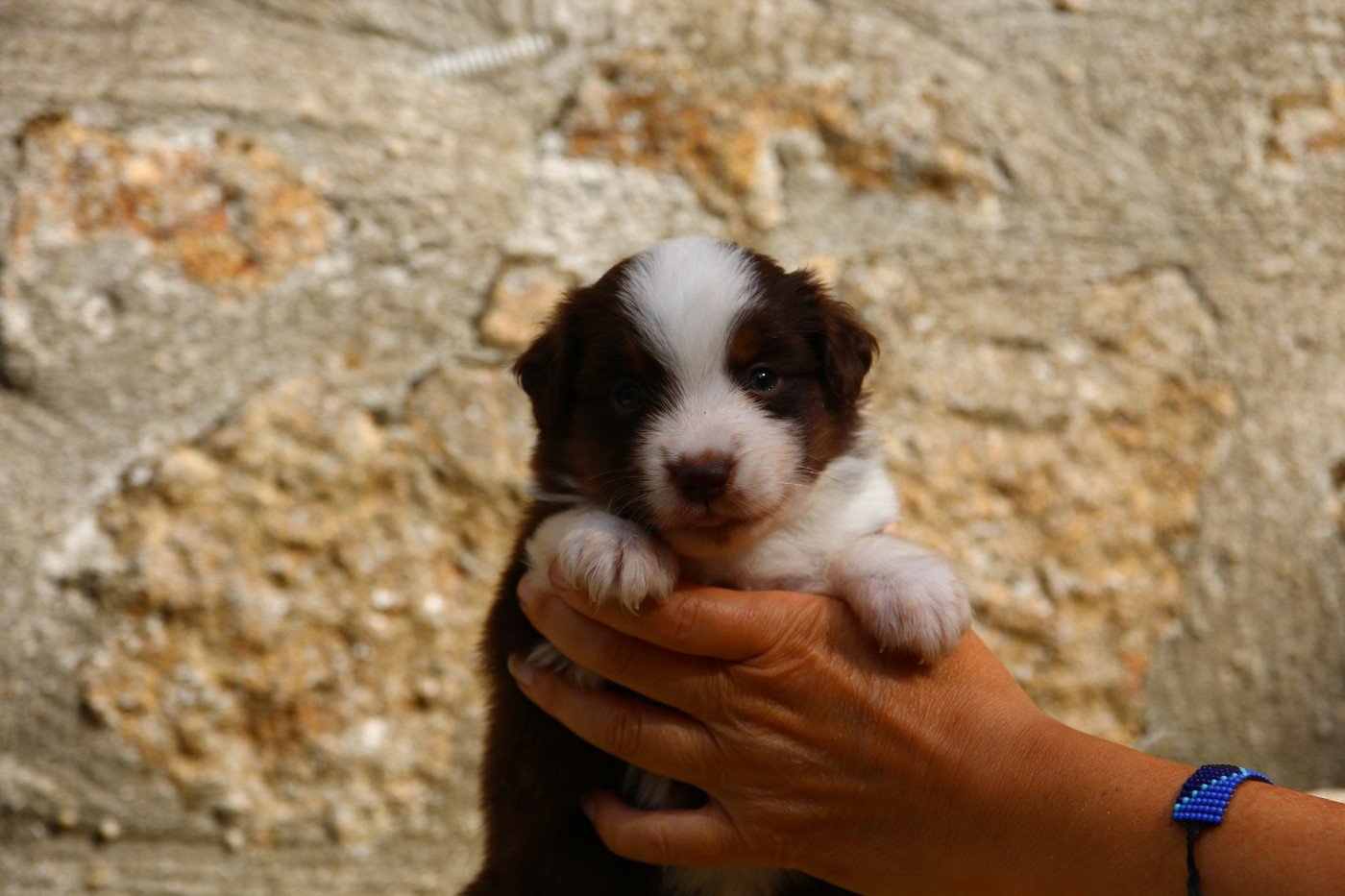 du temple de Palés - Chiots disponibles - Berger Américain Miniature 